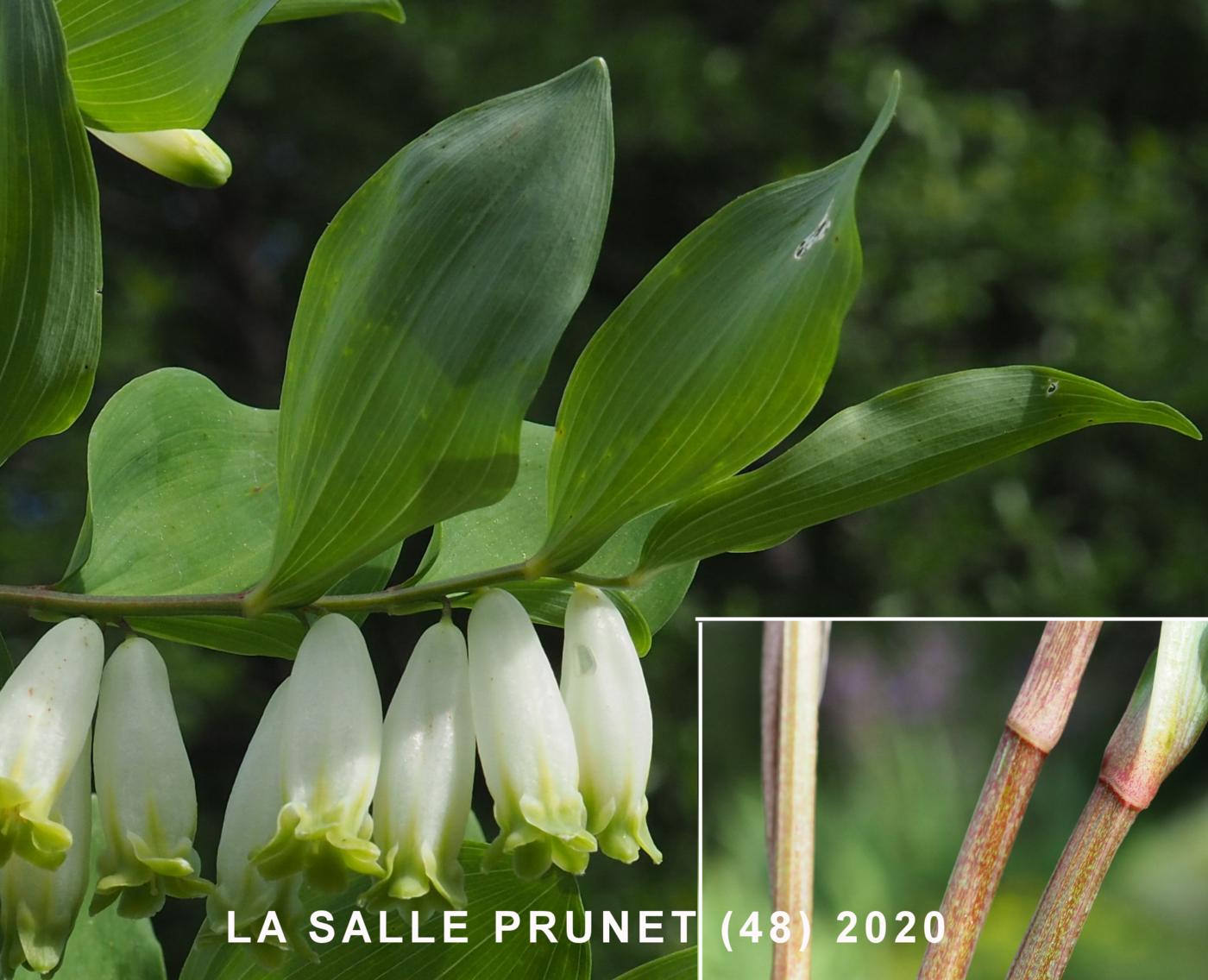 Solomon's-seal, Sweet-scented leaf